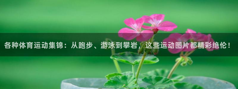 各种体育运动集锦：从跑步、游泳到攀岩，这些运动图片都精彩绝伦！